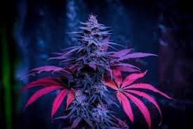Cannabis Plant
